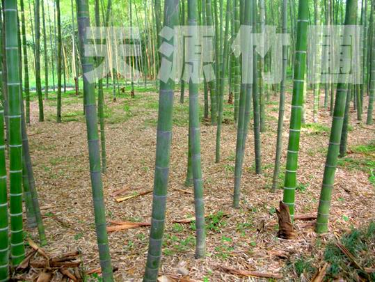 毛竹与楠竹，两种植物的探索与比较